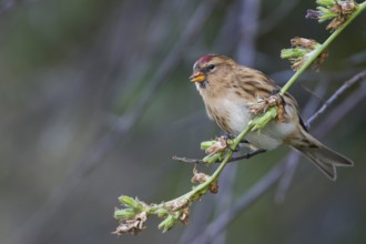 Lesser Redpoll - Alpen-Birkenzeisig - Carduelis cabarett, Germany