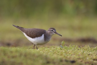 Common Sandpiper (Actitis hypoleucos) foraging, North Rhine-Westphalia, Germany