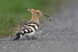 Eurasian Hoopoe (Upupa epops) foraging, Burgenland, Austria