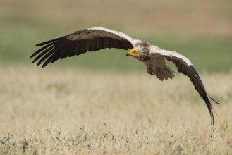 Egyptian Vulture (Neophron percnopterus) flying, Castile-La Mancha, Spain