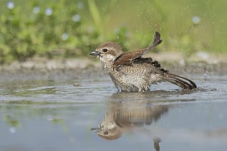 Red-backed Shrike (Lanius collurio) female bathing, Aosta Valley, Italy