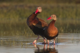 Black-bellied Whistling Duck (Dendrocygna autumnalis) pair, Texas, USA