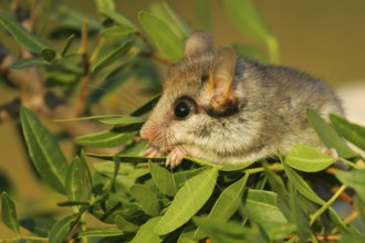 Gartenschläfer (Eliomys quercinus) adult Nahaufnahme in Büschen, Spanien