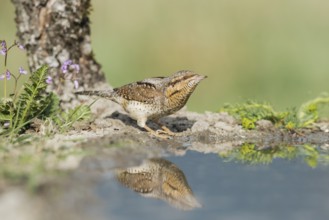 Eurasian Wryneck (Jynx torquilla) at water hole, Aosta Valley, Italy
