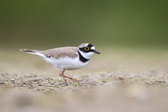 Little Ringed Plover (Charadrius dubius) female foraging, North Rhine-Westphalia, Germany