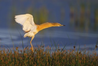 Squacco Heron (Ardeola ralloides) flying, Greece