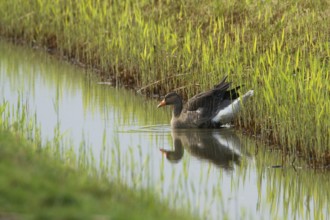 Greylag Goose (Anser anser), Texel, Netherlands