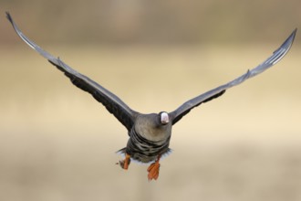 Greater White-fronted Goose (Anser albifrons) flying, North Rhine-Westphalia, Germany