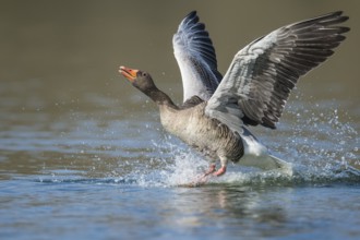 Greylag Goose (Anser anser) taking flight, Lower Saxony, Germany