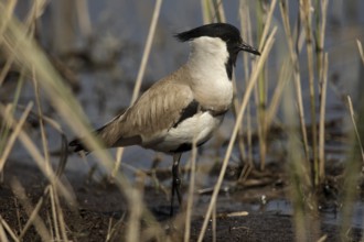 River Lapwing (Vanellus duvaucelii), Uttarakhand, India