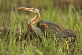 Purple Heron (Ardea purpurea) foraging, French Riviera, France