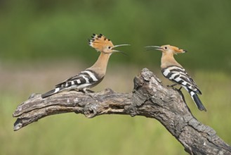 Eurasian Hoopoe (Upupa epops) fighting, Aosta Valley, Italy