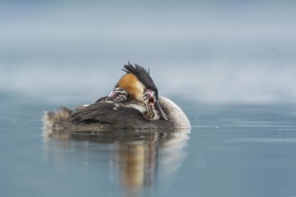 Great Crested Grebe (Podiceps cristatus) with chicks, Piedmont, Italy