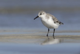 Sanderling (Calidris alba) foraging, Victoria, Australia