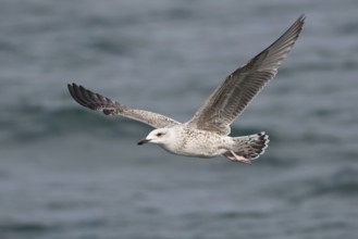 Great Black-backed Gull (Larus marinus) juvenile flying, North Sea, Germany