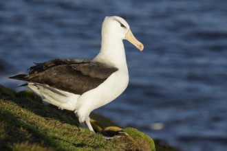 Black-browed Albatross (Thalassarche melanophris) at a nesting colony in the Falkland Islands