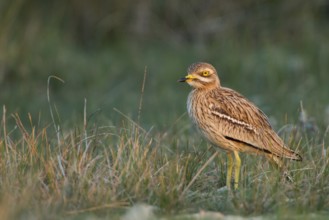 Eurasian Stone-curlew (Burhinus oedicnemus) in field, Dalmatia, Croatia