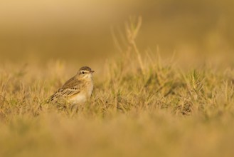 Tawny Pipit (Anthus campestris), Oman