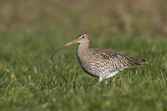 Eurasian Curlew (Numenius arquata), Thurgovia, Switzerland