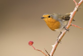 European Robin (Erithacus rubecula) perched on a branch, Aragon, Spain