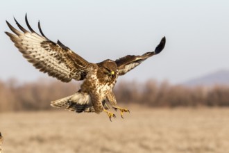 Common Buzzard (Buteo buteo) landing, Castile-La Mancha, Spain
