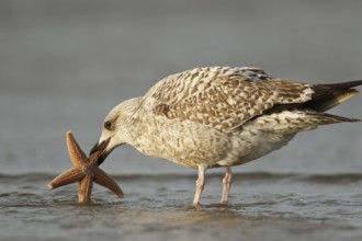 European Herring Gull (Larus argentatus) with starfish in its beak, North Holland, Netherlands