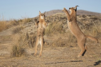 Caracal (Caracal caracal) jumping and hunting, Castile-La Mancha, Spain