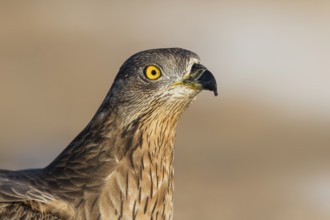 European Honey Buzzard (Pernis apivorus), Eilat, Israel