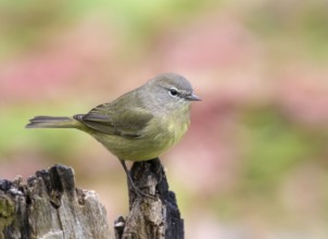 Orange-crowned Warbler, Oreothlypis celata, perched on a log in the Autumn in Saskatoon,
