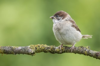 Eurasian Tree Sparrow (Passer montanus) juvenile perched on a branch, Lower Saxony, Germany