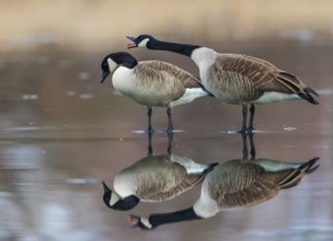Canada Goose (Branta canadensis) pair displaying on ice, Baden-Wuerttemberg, Germany