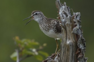 Wood Sandpiper (Tringa glareola) calling, Dalarna, Sweden