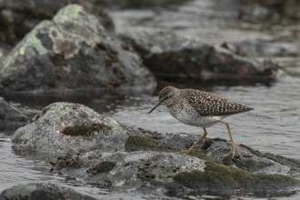 Wood Sandpiper (Tringa glareola), Dalarna, Sweden