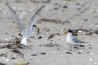 Little Tern (Sternula albifrons) pair displaying, Schleswig-Holstein, Germany