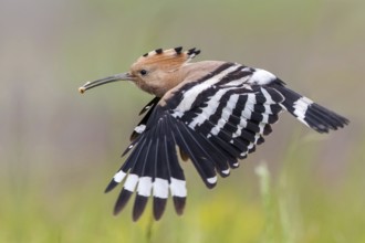 Eurasian Hoopoe (Upupa epops) flying with food in beak, Subotica, Serbia
