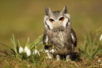 Southern White-faced Owl (Ptilopsis granti) captive, Germany