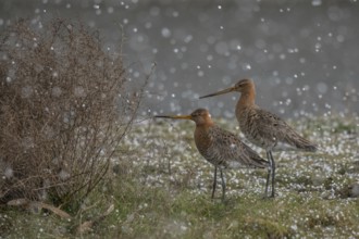Black-tailed Godwit (Limosa limosa), Schleswig-Holstein, Germany