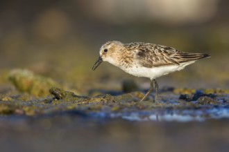Little Stint (Calidris minuta) foraging, Poland