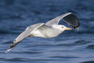 Caspian Gull (Larus cachinnans) flying, Eilat, Israel