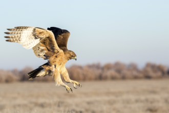 Bonelli's Eagle (Aquila fasciata) juvenile flying, Castile-La Mancha, Spain
