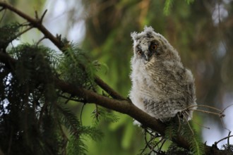 Long-eared Owl (Asio otus) juvenile perched on a branch, North Rhine-Westphalia, Germany