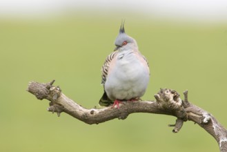 Crested Pigeon (Ocyphaps lophotes) perched on a branch, Victoria, Australia