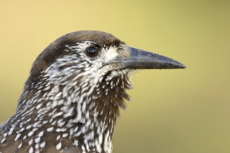 Very tame Spotted Nutcracker wintering in an urban area in Wageningen in the Netherlands