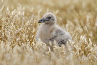 Young hidden brown skua, Catharacta antarctica, water bird sitting in the autumn grass, Norway.