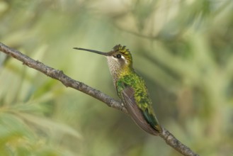 Rivoli's Hummingbird Eugenes fulgens Chiricahua Mountains, Cochise County, Arizona, United States