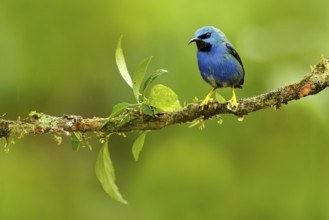 Shining Honeycreeper, Cyanerpes lucidus, exotic tropic blue tanager with yellow leg, Costa Rica.