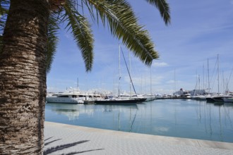 Boats in the harbour, Palma de Majorca, Majorca, Balearic Islands, Spain