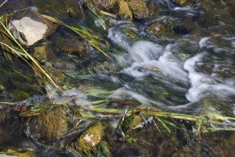 Bottrop, North Rhine-Westphalia, Germany - Renaturalised Boye, the tributary of the Emscher, has
