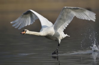 Mute swan (Cygnus olor) taking off, North Rhine-Westphalia, Germany