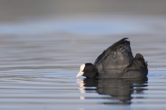 Eurasian Coot (Fulica atra) swimming threateningly, North Rhine-Westphalia, Germany